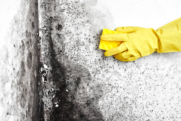 Best Crawl Space Mold Remediation  in Edwardsburg, MI