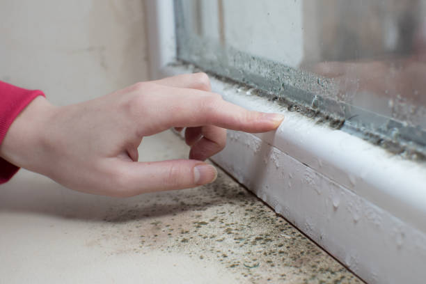  Edwardsburg, MI Mold Removal Pros